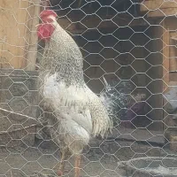 خروس|حیوانات مزرعه|ابریشم, |دیوار