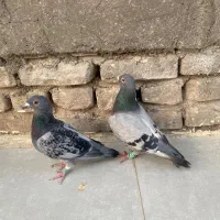 یه جفت پلاکی