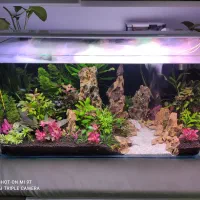 انواع اکواریوم،تجهیزات شور و شیرین|ماهی|کرمانشاه, |دیوار