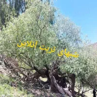 باغ فروشی