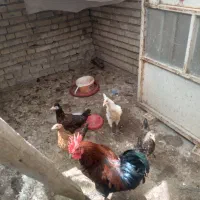 مرغ خروس