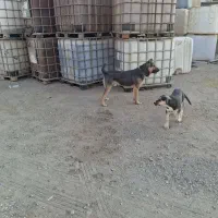 واگذاری سگ|سگ|ساوه, |دیوار