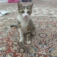 فروش بچه گربه سه ماهه|گربه|خرم‌آباد, |دیوار