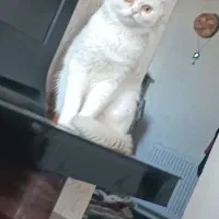 گربه نژاددارنر|گربه|گلبهار, شهر جدید گلبهار|دیوار