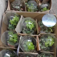 تراریوم تک|گل و گیاه طبیعی|تهران, مشیریه|دیوار