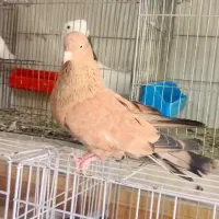 پرنده یا کبوتر کله ای یا تاپ
