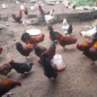 فروش ویژه خروس محلی