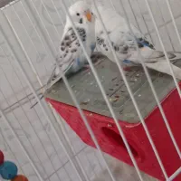 مرغ عشق|پرنده|شیروان (خراسان), |دیوار