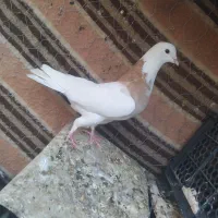 کفتر نقش روی هم لنگی 200 مفت|پرنده|طبس, |دیوار