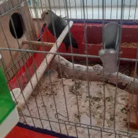 طوطی برزیلی|پرنده|همدان, |دیوار