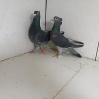 نرماده چاپی کاکلی