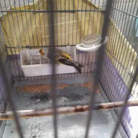 ((سهره قناری لر بخون))|پرنده|ری, شهادت|دیوار