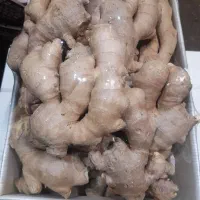 پخش عمده زنجبیل و زرد چوبه به قیمت میدان تره بار|عمده‌فروشی|شیراز, عادل آباد|دیوار