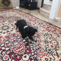 سگ پاکوتاه ماده بی پناه و خسته|سگ|خرمآباد, |دیوار