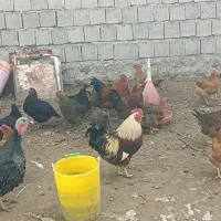 مرغ تخم گذار سالم|حیوانات مزرعه|مشگین شهر, |دیوار