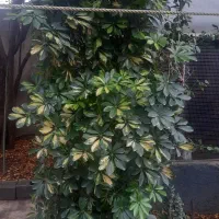 گل شفلرا ابلغ