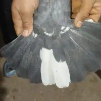 کبوتر پرشی به شرط همه چی|پرنده|سقز, |دیوار