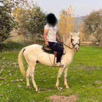 فروش اسب نریان