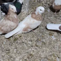 کفتر یا کبوتر