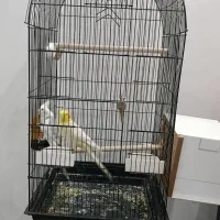 عروس هلندی با جوجه|پرنده|زابل, |دیوار