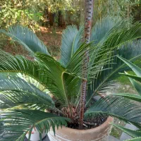 نخل سیکاس ۵ ساله