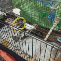 فنچ به قیمت جفتی 300