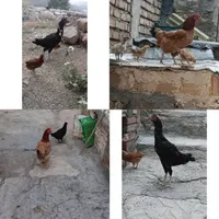 مرغ و جوجه