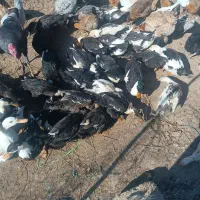 فروش اردک ۶ماهه|حیوانات مزرعه|یاسوج, |دیوار