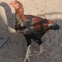 حراج و فروش خروس گلین/مرغ وخروس لاری/مرغ محلی|حراج|رفسنجان, |دیوار