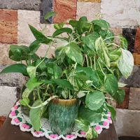 هرگلدان 100 هزار تومان