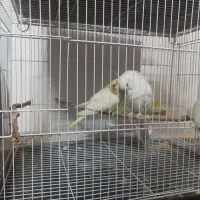 عروس هلندی مولد