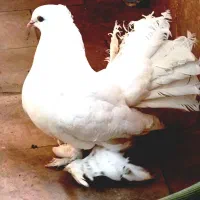 کبوتر دم چتری پره پا سفید