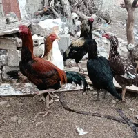 خروس مرغ لاری اصیل