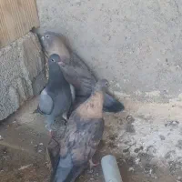 جوجه پلاکی|پرنده|خورموج, |دیوار