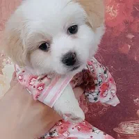 توله ۳ ماهه