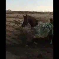 اندیمشک|اسب و تجهیزات اسب‌سواری|شوش, |دیوار