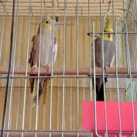 4جفت عروس هلندی مولد|پرنده|کرج, کوی امامیه|دیوار