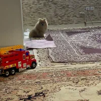 پامر خرسی|سگ|ری, سیزده آبان|دیوار