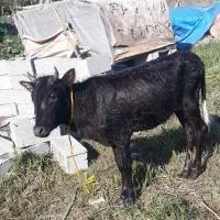 لیشه چالوسی اصیل   گاو ورزا