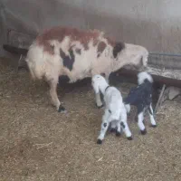 2 راس میش جوان خشک پلنگی و افشار|حیوانات مزرعه|دره شهر, |دیوار