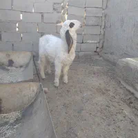 بره مری خوب