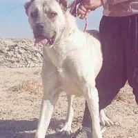 سگ سرابی ماده|سگ|کبودرآهنگ, |دیوار