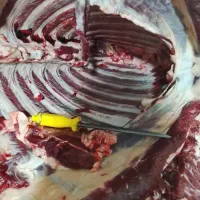 گوشت گرم گوساله 750 و گوشت بره 630|خوردنی و آشامیدنی|شیراز, شهرک گلها|دیوار