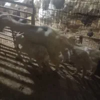 بزوبزغاله سانن|حیوانات مزرعه|تربت‌حیدریه, کلاته توکلی|دیوار