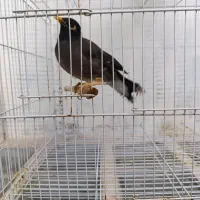پرنده مینا ماده و بسیار سخنگو و شیرین زبان|پرنده|سبزوار, همت|دیوار