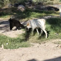 فروش گوسفند|حیوانات مزرعه|نرماشیر, |دیوار