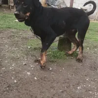 قیمت مناسب رتوایلر