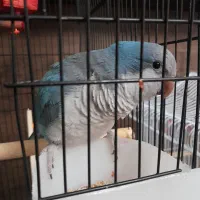 طوطی راهب شیطوون