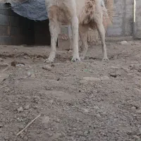 واگذاری سگ|سگ|برخوار, |دیوار