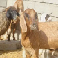 فروش 4 راس گوسفند|حیوانات مزرعه|جیرفت, |دیوار